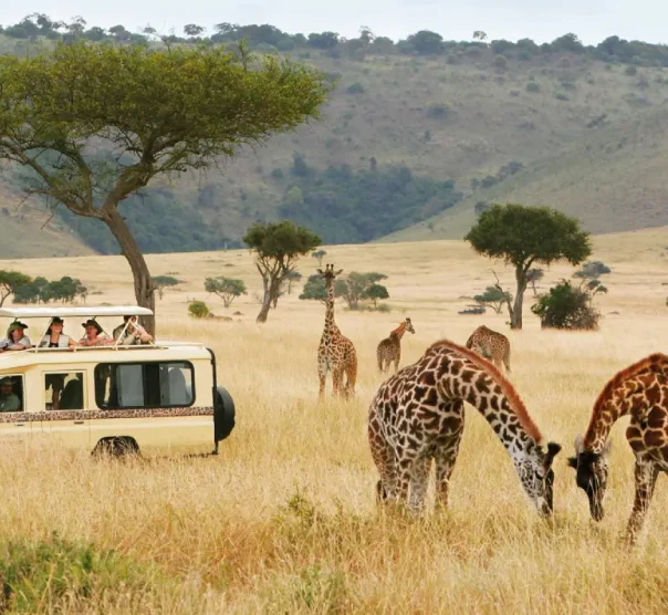 des-africa